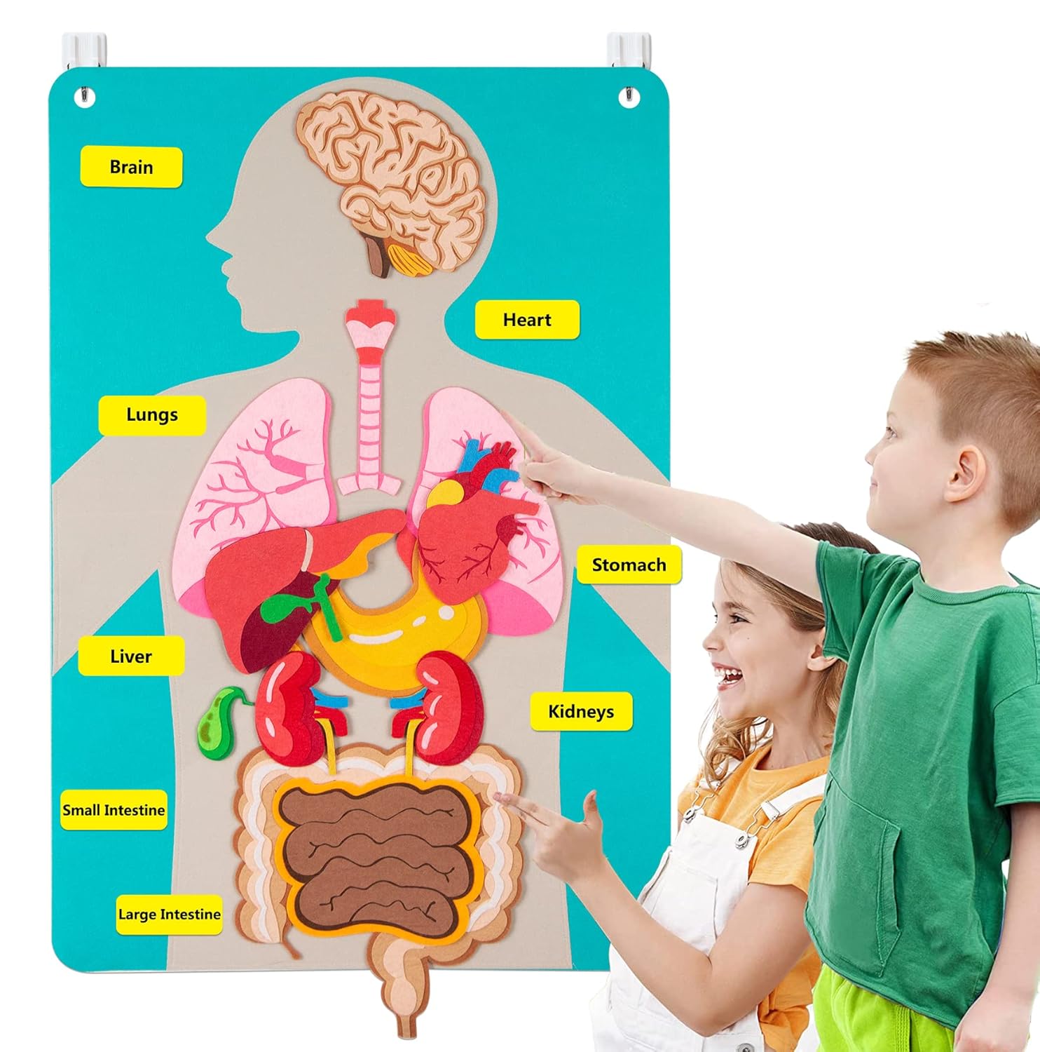 Kids Education Activities - Piezas del cuerpo humano, tablero de
