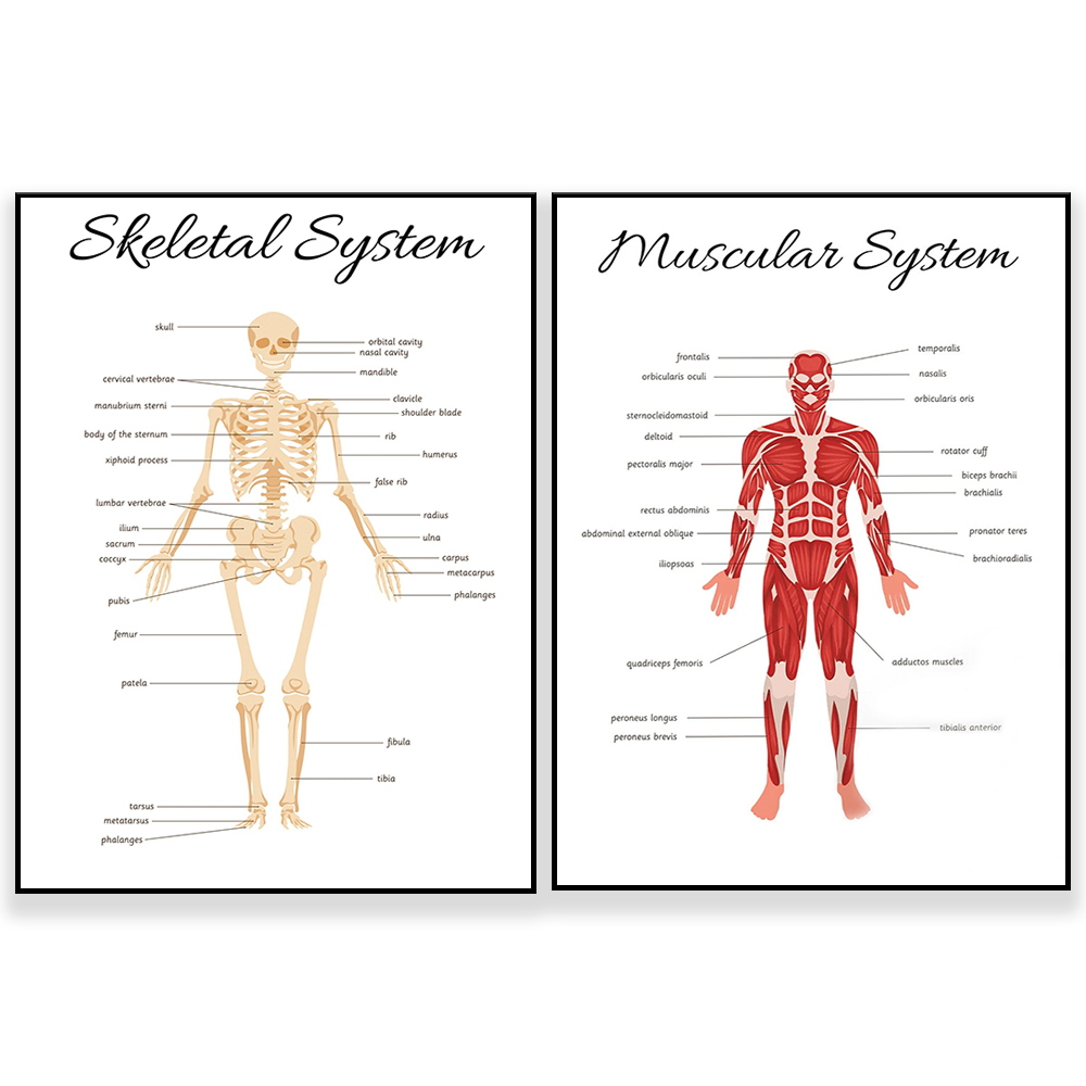 Kids Education Nursery - SISTEMA SKELETAL • Póster educativo de