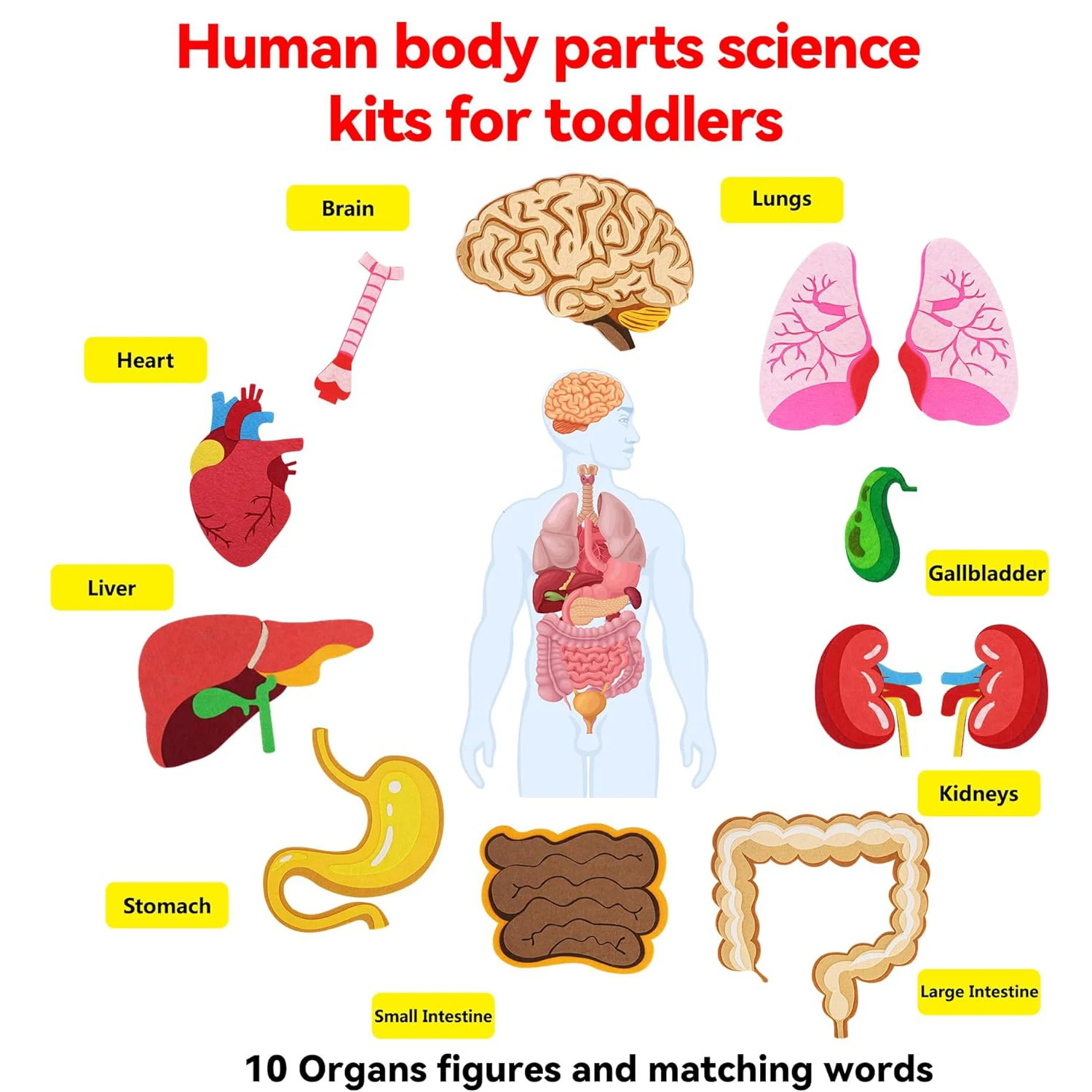 Piezas del cuerpo humano, tabl - Kids Education Activities reseña y precio